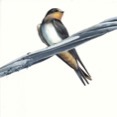 Hirundo